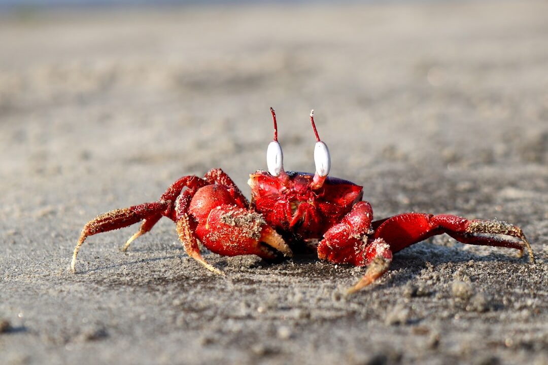 Photo Crab claws